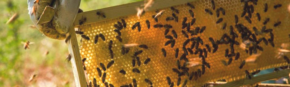 Convegno: i fattori condizionanti la vita delle api