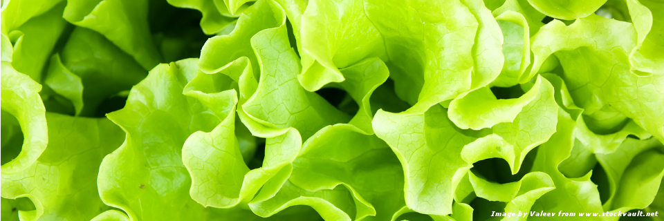 Salmonella e Norovirus in verdure crude a foglia verde