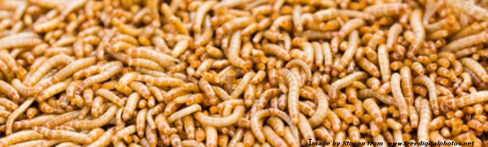 Insects as food and feed: what are the risks?